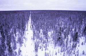 Russia Gallery: Taiga forest in winter - Old oil search cutting