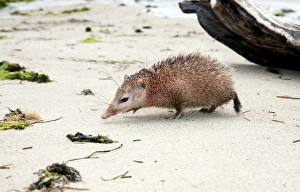 Tailless tenrec Common tenrec Tailless tenrec Common tenrec