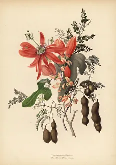 Tamarind and red passionflower Tamarind and red passionflower