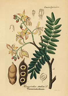 Tamarind, Tamarindus indica