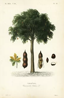 Tamarind tree, Tamarindus indica
