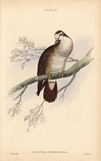 Tambourine dove, Turtur tympanistria, native to Africa Tambourine dove, Turtur tympanistria, native to Africa