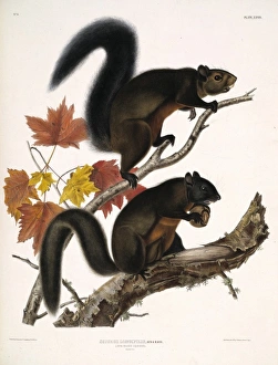Tamiasciurus douglasii, Douglas squirrel Tamiasciurus douglasii, Douglas squirrel