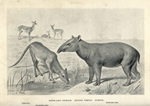 Tapir-like animals of the Eocene Tapir-like animals of the Eocene