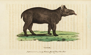 Tapir, Tapirus terrestris Vulnerable Tapir, Tapirus terrestris Vulnerable