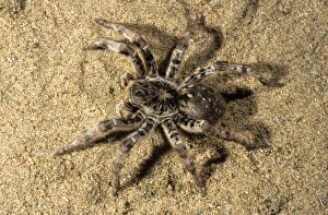 Tarantula - living in woods in river Tes-Hem valley Tarantula - living in woods in river Tes-Hem valley