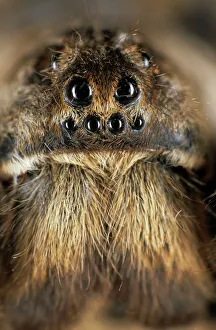 Expressions Gallery: Tarantula spider - face