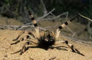 Posture Gallery: Tarantula spider in threatening pose
