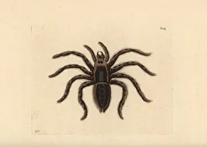 Tarantula wolf spider, Lycosa tarantula Tarantula wolf spider, Lycosa tarantula