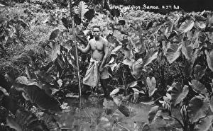 Taro Plantation - Samoa - Pacific Ocean Taro Plantation - Samoa - Pacific Ocean