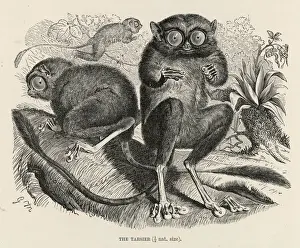 Western Tarsier (Tarsius bancanus) Print - Prosimian Species