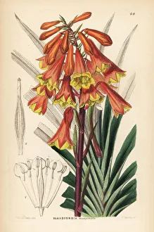 Tasmanian Christmas bell, Blandfordia punicea Tasmanian Christmas bell, Blandfordia punicea