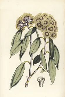 Tasmanian snow gum, Eucalyptus coccifera Tasmanian snow gum, Eucalyptus coccifera