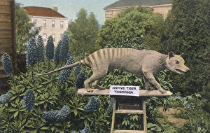 Tasmanian Tiger on display, Australia Tasmanian Tiger on display, Australia