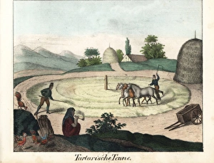Tatar farmers threshing grain with a team of horses Tatar farmers threshing grain with a team of horses