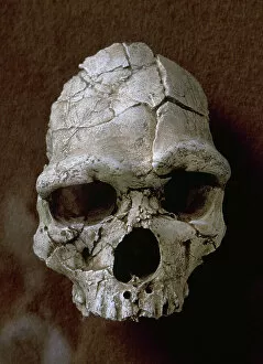 Homo Gallery: Tautavel Man. Subspecies of the hominid Homo erectus. Arago