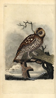 Tawny owl, Strix aluco Tawny owl, Strix aluco