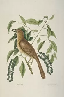 Catesby Gallery: Taxostoma rufum, brown thrasher