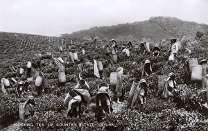 Plantations Gallery: Tea plantation workers, Ceylon (Sri Lanka)