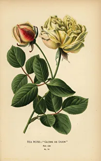 Tea rose hybrid, Gloire de Dijon, Rosa ? odorata Tea rose hybrid, Gloire de Dijon, Rosa ? odorata