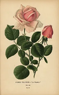 Tea rose hybrid, La France, Rosa ? odorata Tea rose hybrid, La France, Rosa ? odorata