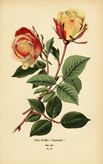 Tea rose hybrid, Safrano, Rosa ? odorata Tea rose hybrid, Safrano, Rosa ? odorata