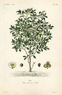Tea tree or tea plant, Camellia sinensis Tea tree or tea plant, Camellia sinensis