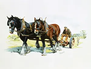 Malcolm Greensmith Artwork Prints: A team of working horses at work