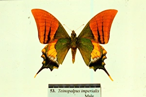 Teinopalpus aureus, golden Kaiser-I-Hind Teinopalpus aureus, golden Kaiser-I-Hind