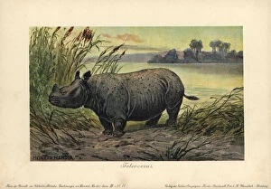 Teleoceras, extinct genus of grazing rhinoceros