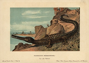 Teleosaurus, extinct crocodilian carnivore Teleosaurus, extinct crocodilian carnivore