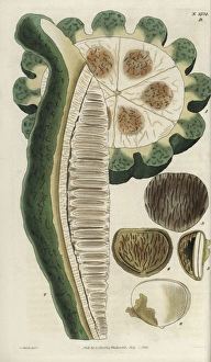 Telfairia pedata, oyster nut, queens nut Telfairia pedata, oyster nut, queens nut