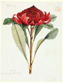 Proteaceae Gallery: Telopea speciosissima, waratah
