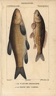 Tench, Tinca tinca, and carp, Cyprinus carpio Tench, Tinca tinca, and carp, Cyprinus carpio