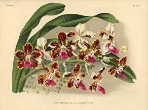 Orchids Gallery: Tenebrosa variety of Vanda tricolor hybrid orchid