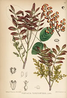 Terebinth or turpentine tree, Pistacia terebinthus Terebinth or turpentine tree, Pistacia terebinthus