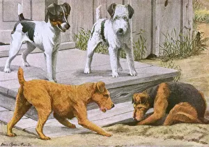Pets Gallery: Terriers