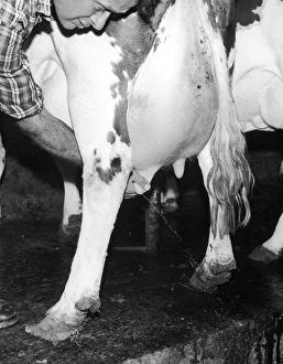 Mechanical Gallery: Testing a Cows Udders