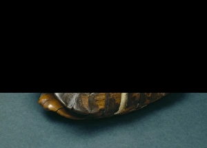 Testudo graeca, spur-thighed tortoise Testudo graeca, spur-thighed tortoise
