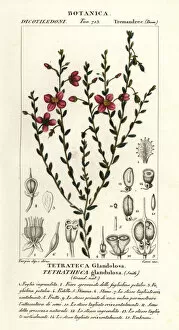 1837 Gallery: Tetratheca glandulosa