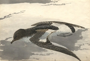 Thalassoica antarctica, Antarctic petrel Thalassoica antarctica, Antarctic petrel
