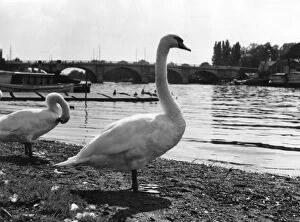 River Thames Collection: Thames Swans