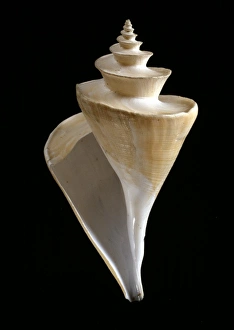 Thatcheria mirabilis, Japanese wonder shell Thatcheria mirabilis, Japanese wonder shell