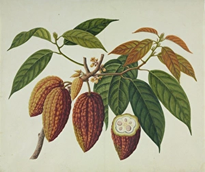 <b class=qtipBold><figcaption>Theobroma cacao, cocoa plant</figcaption></b><br>Plate 178 from the John Reeves Collection of Botanical Drawings from Canton, China. Held in the Botany Library at the Natural History Museum, London. Date:<br><em>© Mary Evans / Natural History Museum</em> Theobroma cacao, cocoa plant