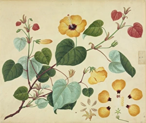 <b class=qtipBold><figcaption>Thespia tiliaceous</figcaption></b><br>Plate 781 from the John Reeves Collection of Botanical Drawings from Canton, China. Held in the Botany Library at the Natural History Museum, London. Date:<br><em>© Mary Evans / Natural History Museum</em> Thespia tiliaceous