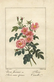 Thornless pink rose and cinnamon rose Thornless pink rose and cinnamon rose