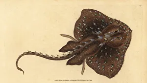 Thorny skate, Amblyraja radiata. Vulnerable Thorny skate, Amblyraja radiata. Vulnerable