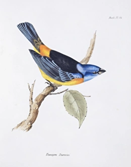Thraupis bonariensis, blue and yellow tanager Thraupis bonariensis, blue and yellow tanager