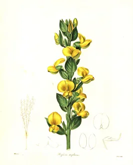 Three-flowered rafnia, Rafnia triflora Three-flowered rafnia, Rafnia triflora