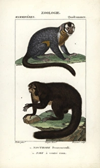 Three-striped night monkey, Aotus trivirgatus Three-striped night monkey, Aotus trivirgatus